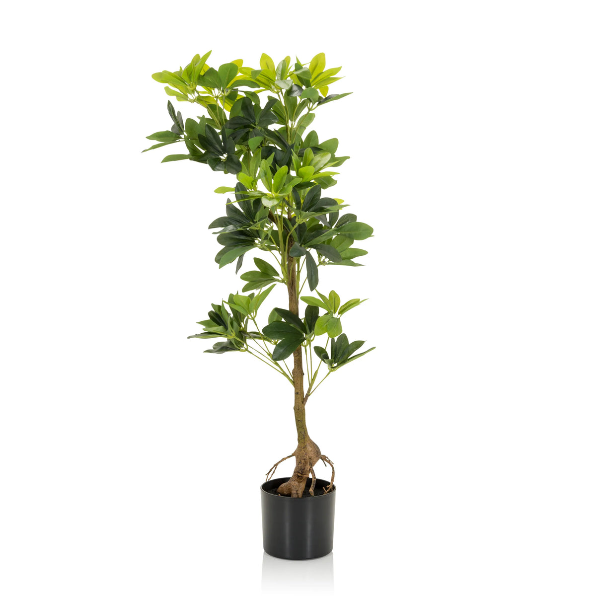 Plante artificielle verte SCHEFFLERA aux branches ramifiées dans un pot noir de hjh OFFICE – vue à 360° (vue de face 0°)