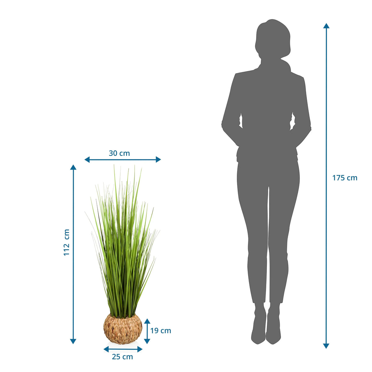 Dessin coté de la Plante artificielle CORTADERIA avec une hauteur de 112 cm et une largeur de 30 cm de hjh OFFICE