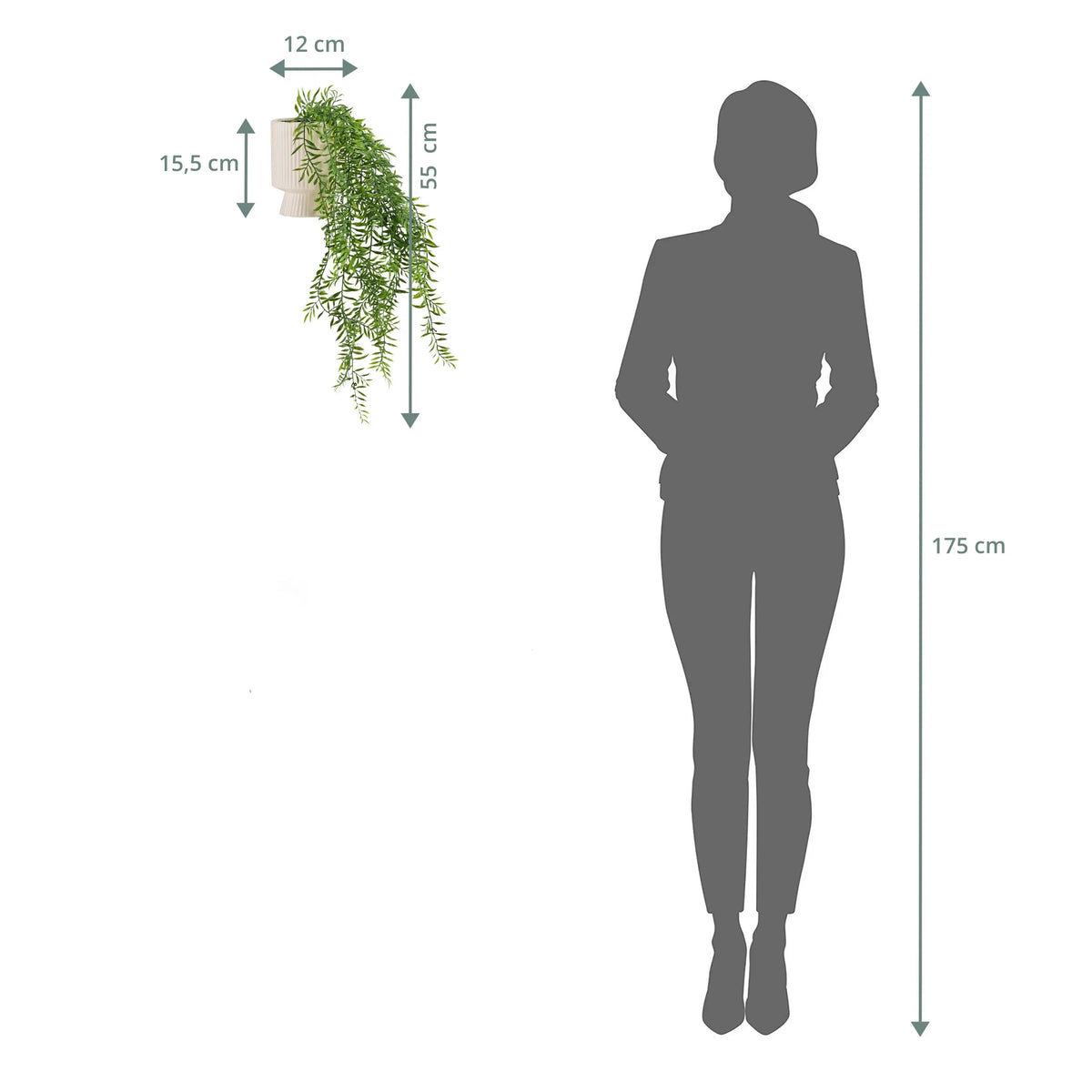 Dessin dimensionnel de la plante murale Filix avec une hauteur totale de 55 cm et une largeur de 12 cm de hjh OFFICE