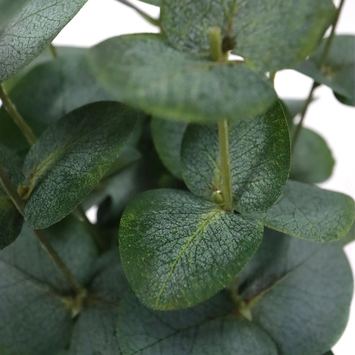 Feuilles vertes de la plante artificielle Eucalyptus de hjh OFFICE