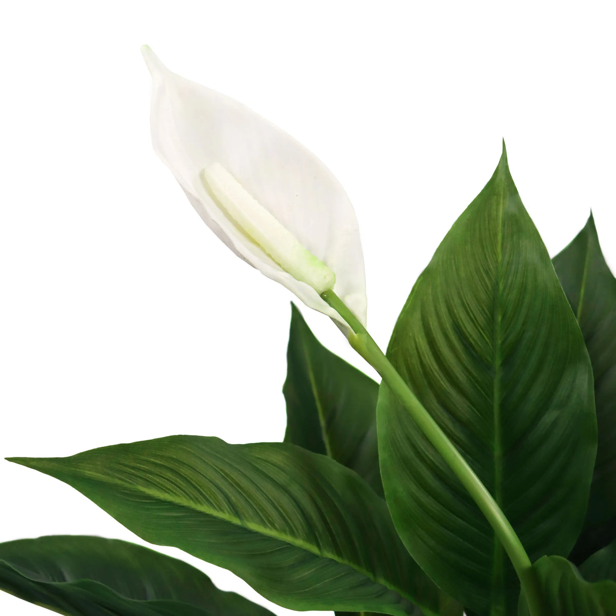 Fleur blanche et feuilles vertes de la plante artificielle SPATHIPHYLLUM de hjh OFFICE