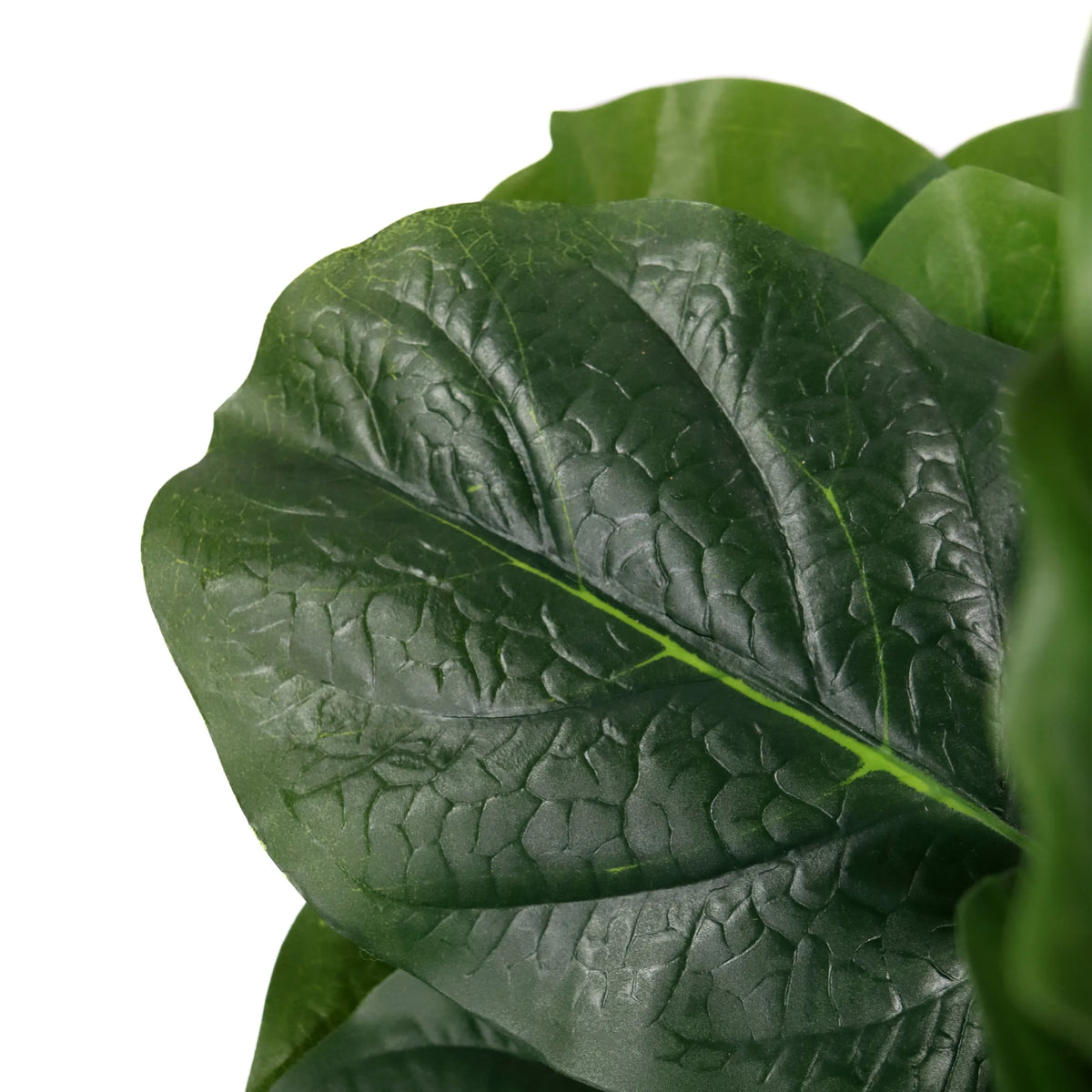 Feuille verte avec structure de nervures prononcée de la Plante artificielle LYRATA de hjh OFFICE