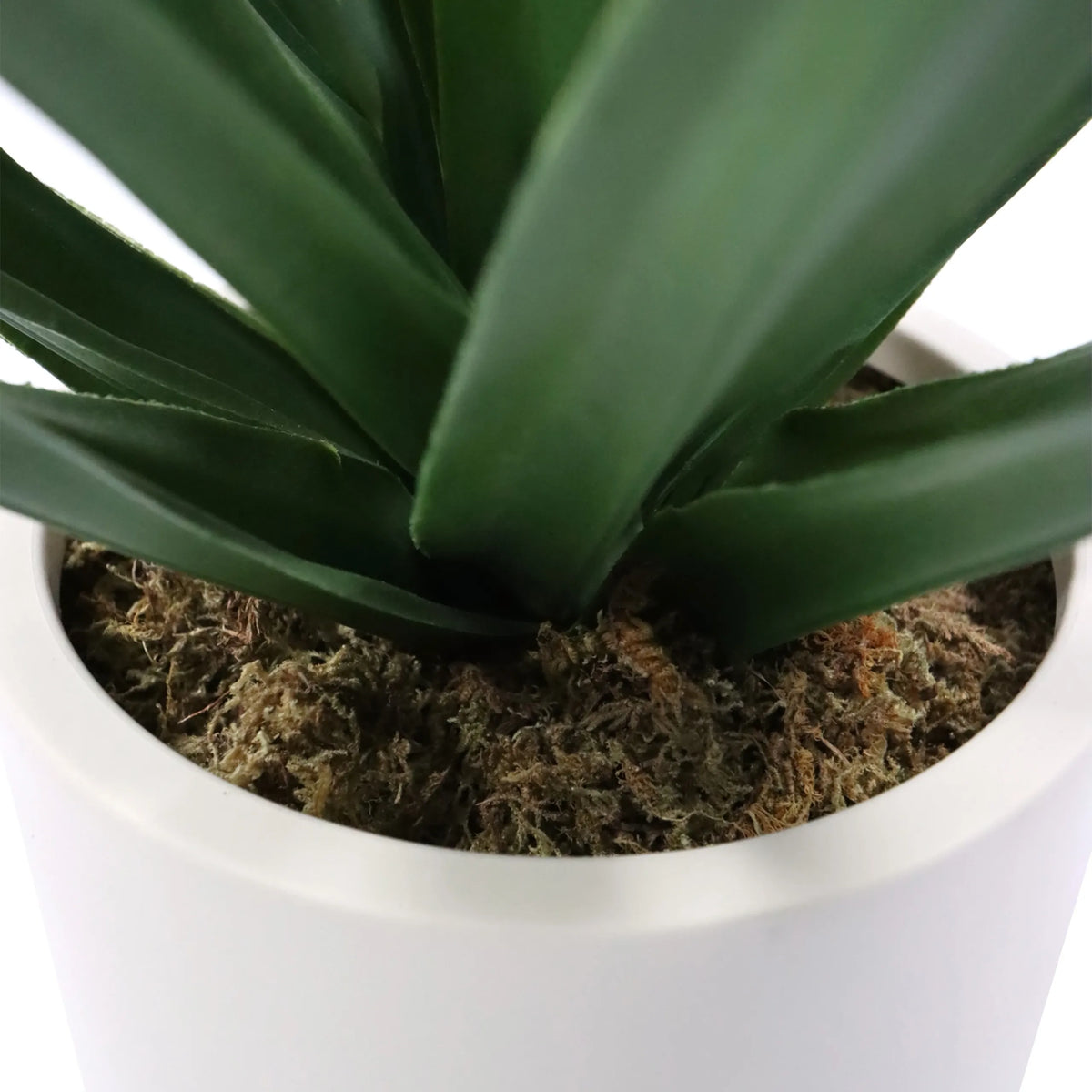 Feuilles vertes et couverture de mousse de la Plante artificielle Agave dans un pot blanc de hjh OFFICE