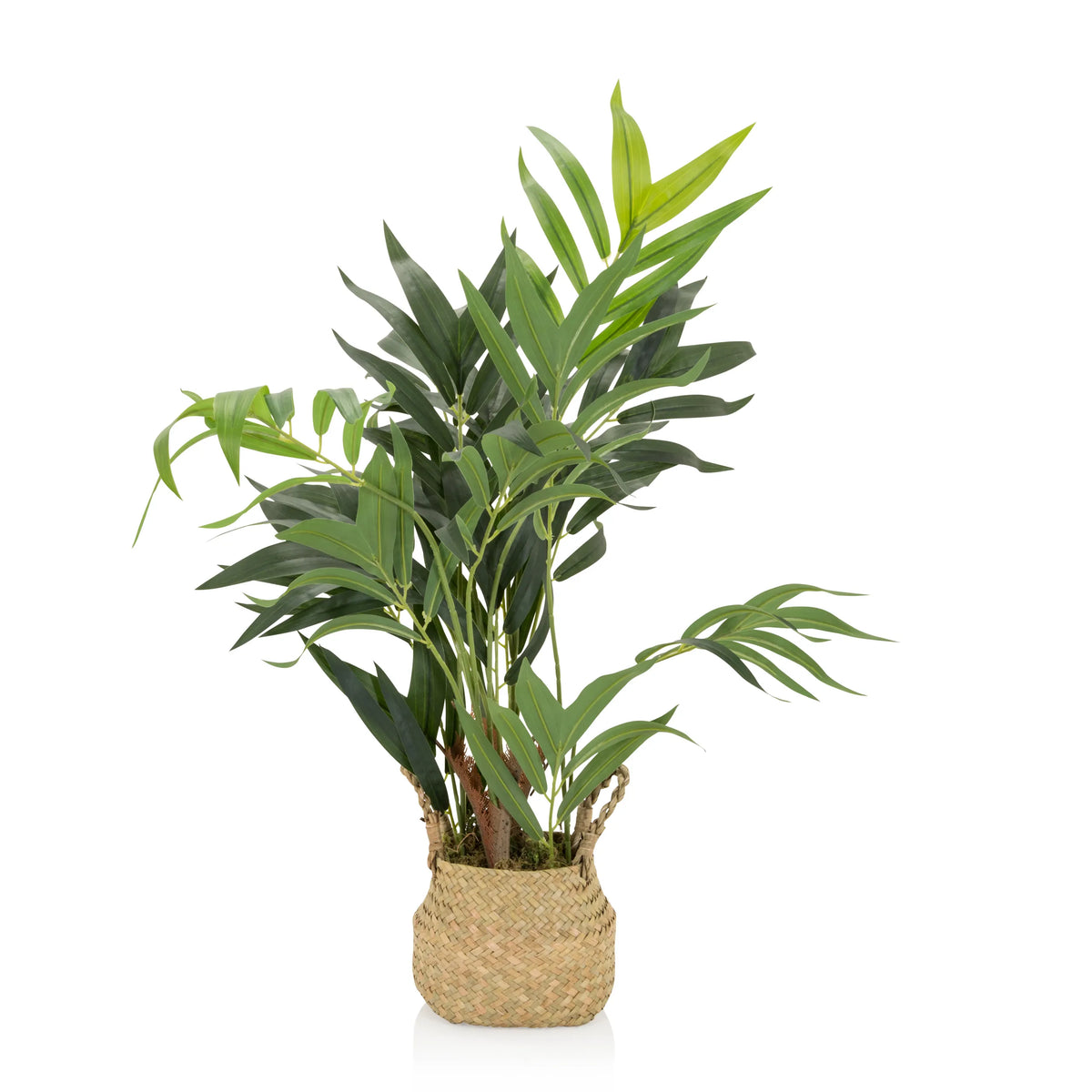 Plante artificielle verte CHAMAEDOREA dans un cache-pot tressé en matières naturelles de hjh OFFICE – vue à 360° (vue de face 0°)