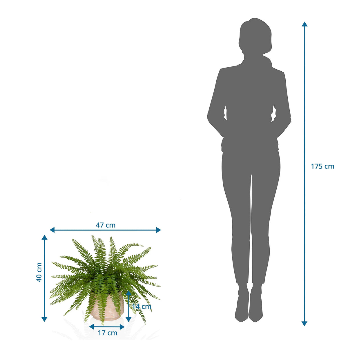 Dessin coté de la Plante artificielle Proliferum de 47 x 40 cm à côté d'une silhouette humaine de hjh OFFICE
