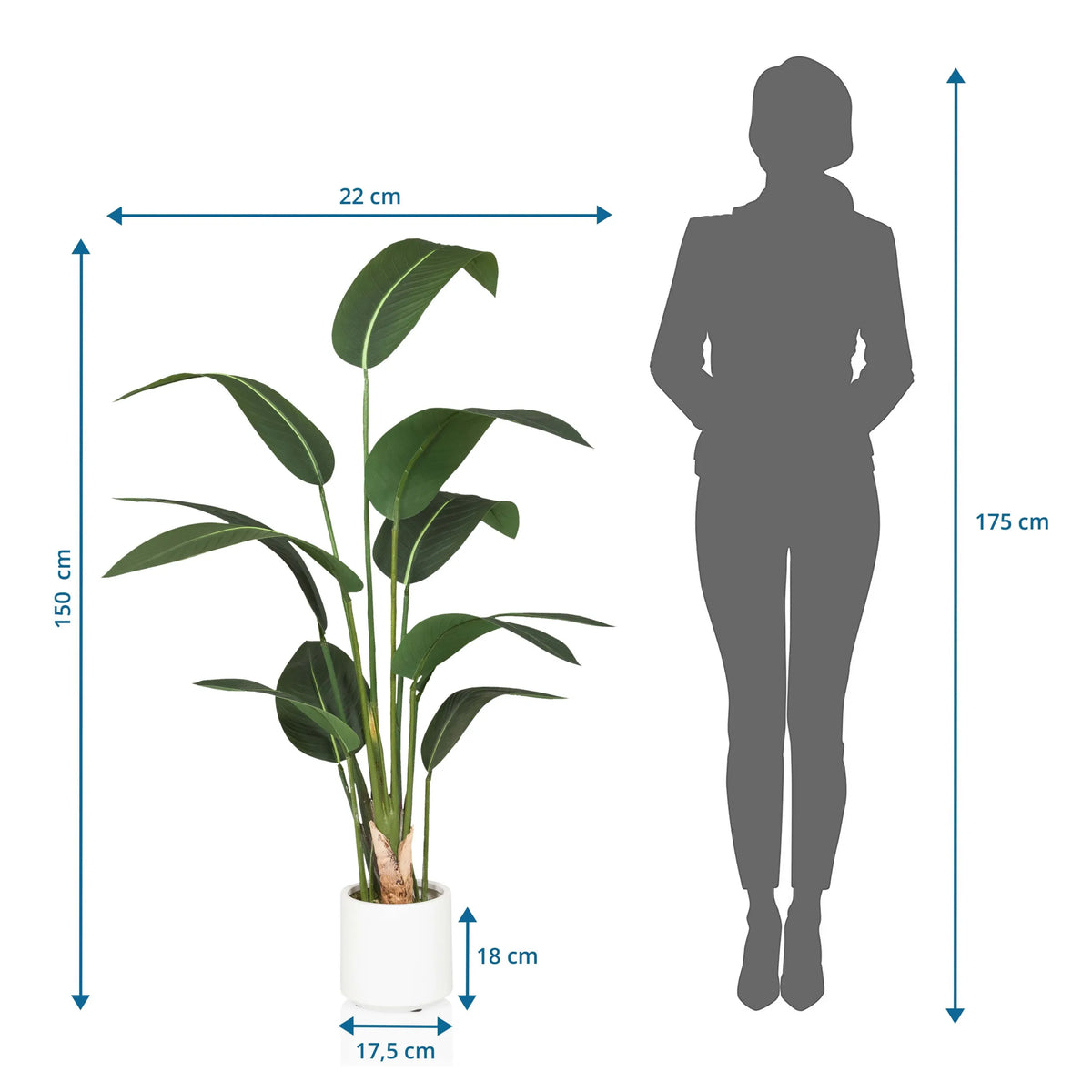 Dessin coté de la Plante artificielle STRELITZIA d'une hauteur de 150 cm de hjh OFFICE