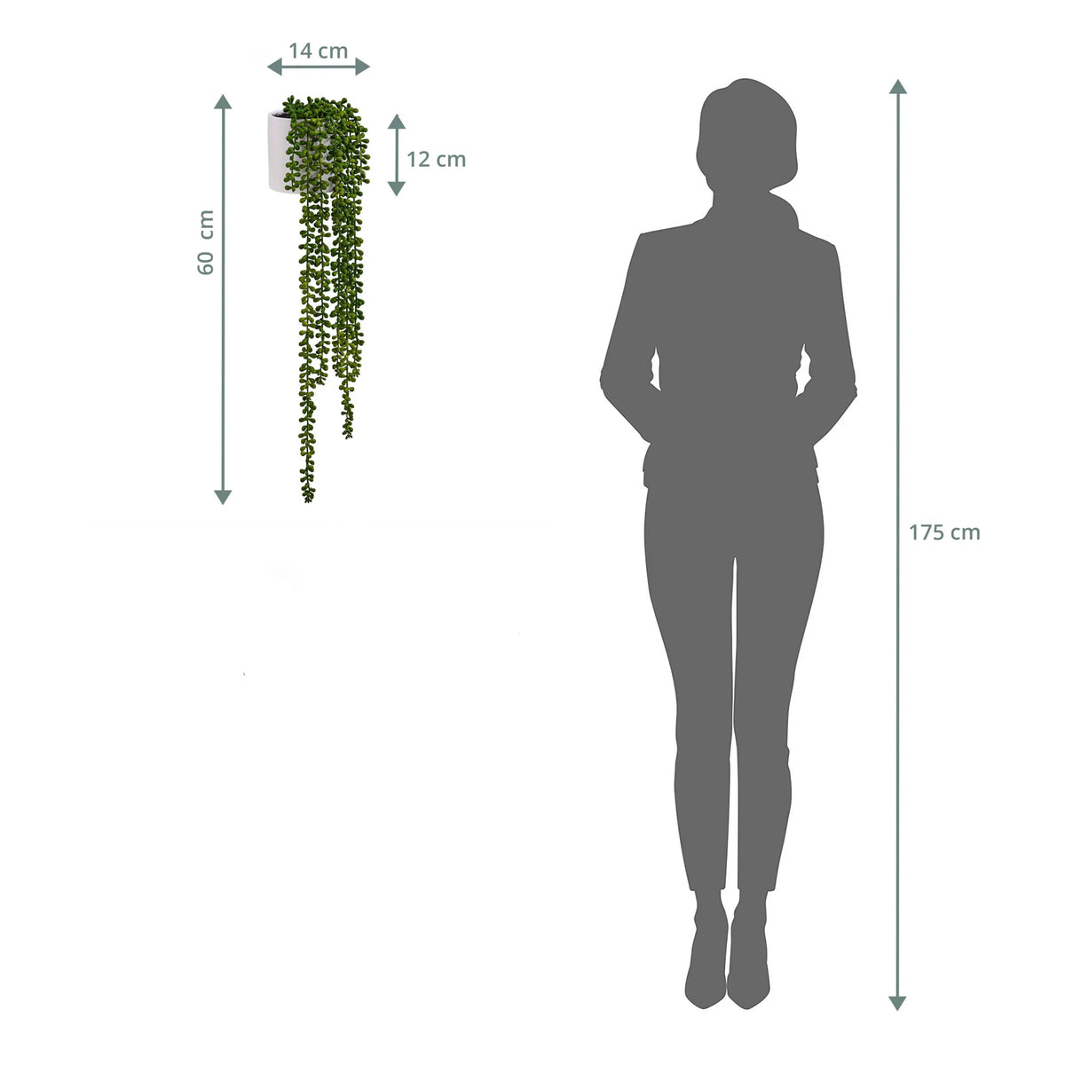 Dessin coté de la décoration murale Senecio Climb d'une longueur totale de 60 cm à côté de la silhouette d'une personne de hjh OFFICE