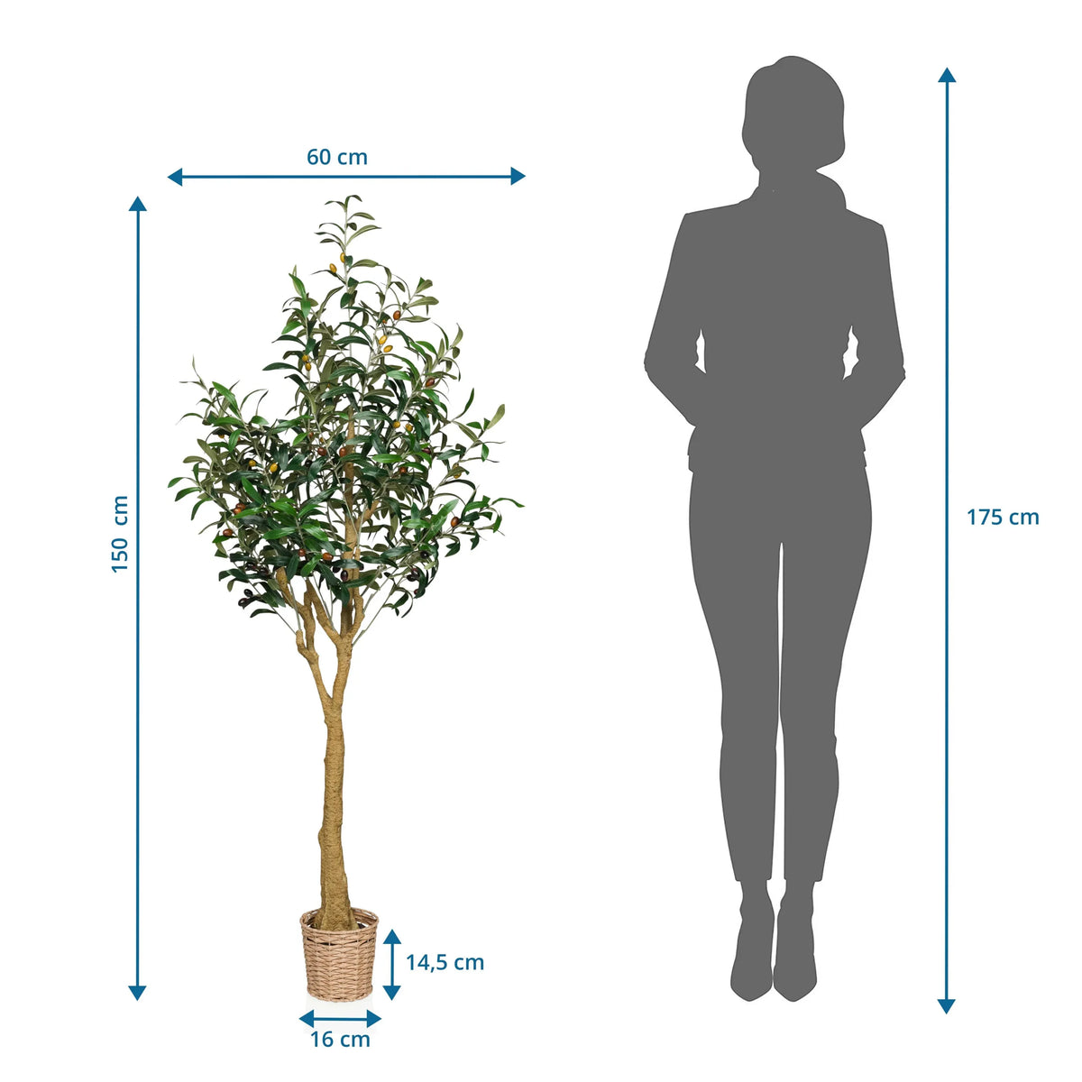 Dessin coté de la Plante artificielle OLIVE II d'une hauteur de 150 cm et d'une largeur de 60 cm de hjh OFFICE