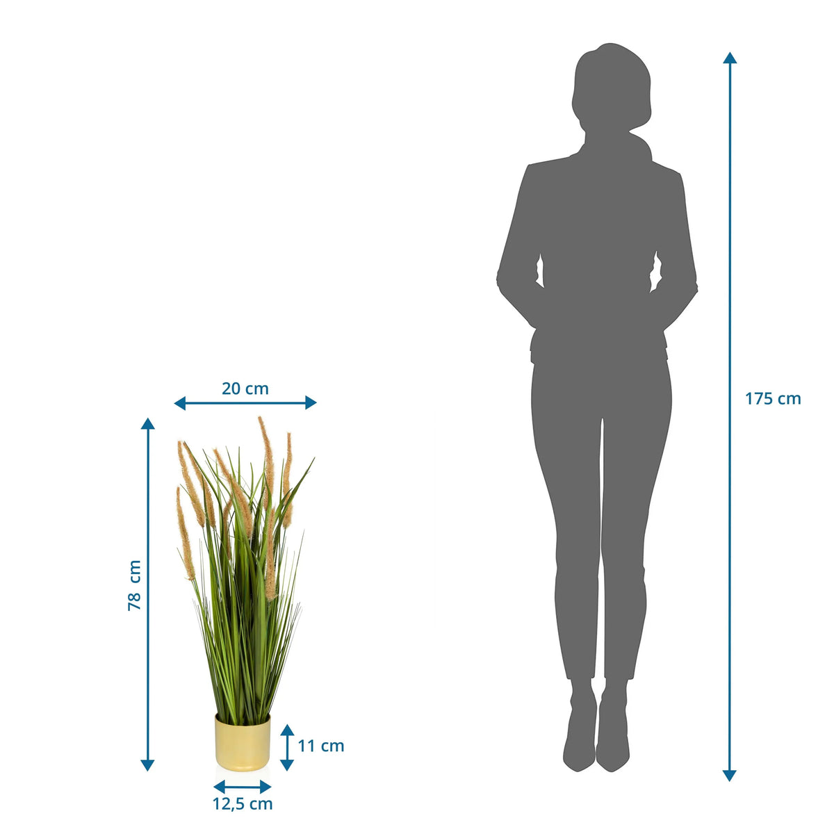 Vue dimensionnelle de la Plante artificielle CORTADERIA I d'une hauteur totale de 78 cm de hjh OFFICE