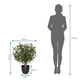 Vue dimensionnelle de la Plante artificielle Olive S avec une hauteur de 70 cm et une largeur de 45 cm de hjh OFFICE