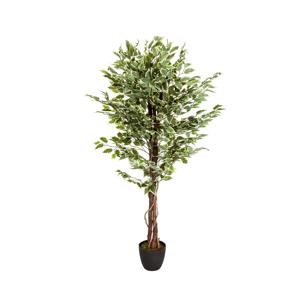 Plante artificielle verte FICUS avec tronc tressé dans un pot noir de hjh OFFICE – vue à 360° (vue de face 0°)