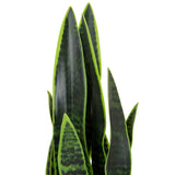 Feuilles vertes de la plante artificielle SANSEVIERIA avec des motifs vert foncé de hjh OFFICE