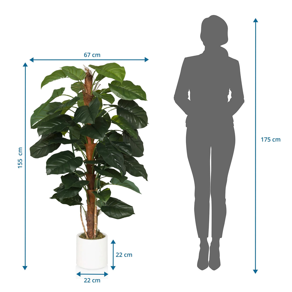 Dessin dimensionnel de la Plante artificielle EPIPREMNUM d'une hauteur de 155 cm et d'une largeur de 67 cm de hjh OFFICE