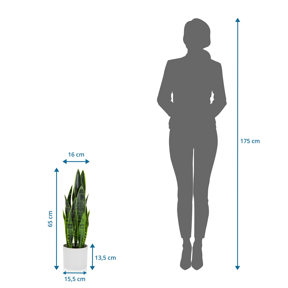 Vue dimensionnelle de la Plante artificielle SANSEVIERIA d'une hauteur de 65 cm à côté d'une silhouette de personne de hjh OFFICE