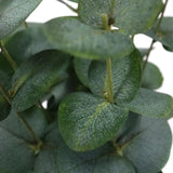 Feuilles vertes de la plante artificielle Eucalyptus de hjh OFFICE