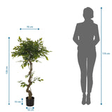 Vue dimensionnelle de la Plante artificielle FICUS I d'une hauteur de 120 cm et d'une largeur de 70 cm de hjh OFFICE