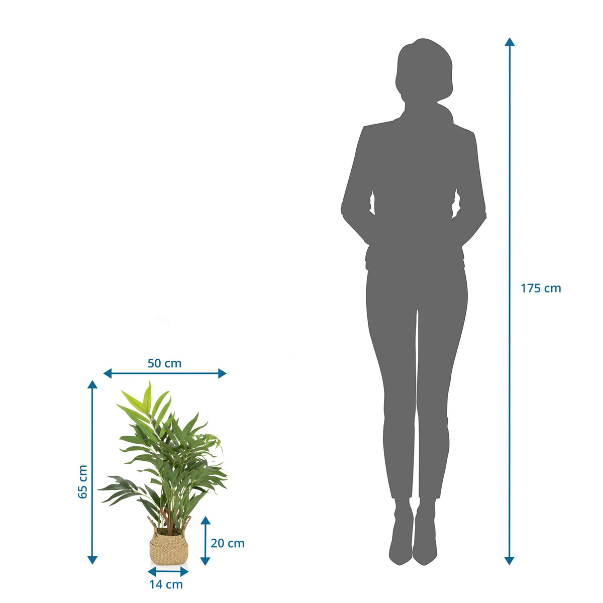Dessin coté de la Plante artificielle CHAMAEDOREA d'une hauteur de 65 cm de hjh OFFICE