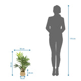 Dessin coté de la Plante artificielle CHAMAEDOREA d'une hauteur de 65 cm de hjh OFFICE
