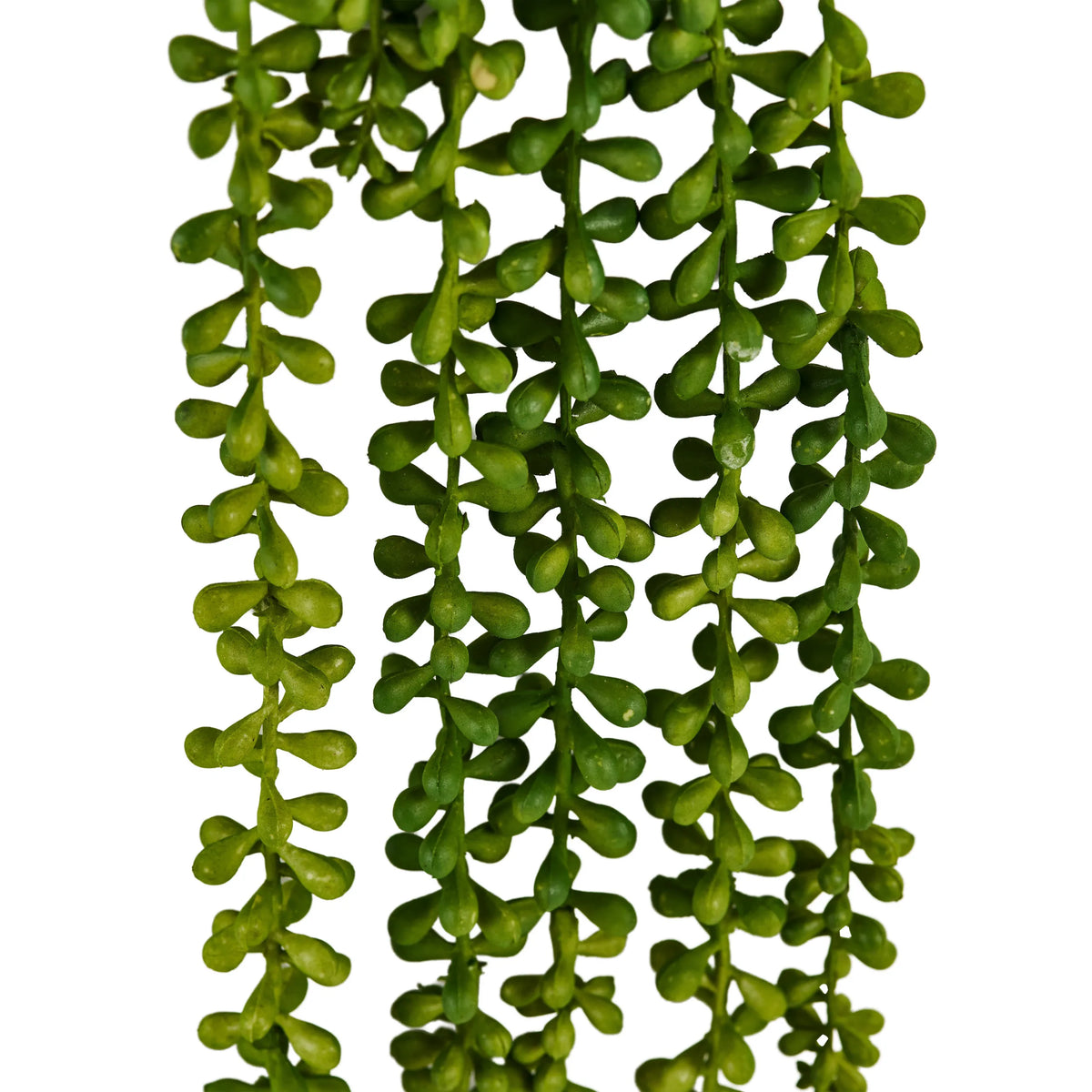 Feuilles vertes de la plante tombante Senecio Climb de hjh OFFICE