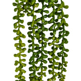 Feuilles vertes de la plante tombante Senecio Climb de hjh OFFICE