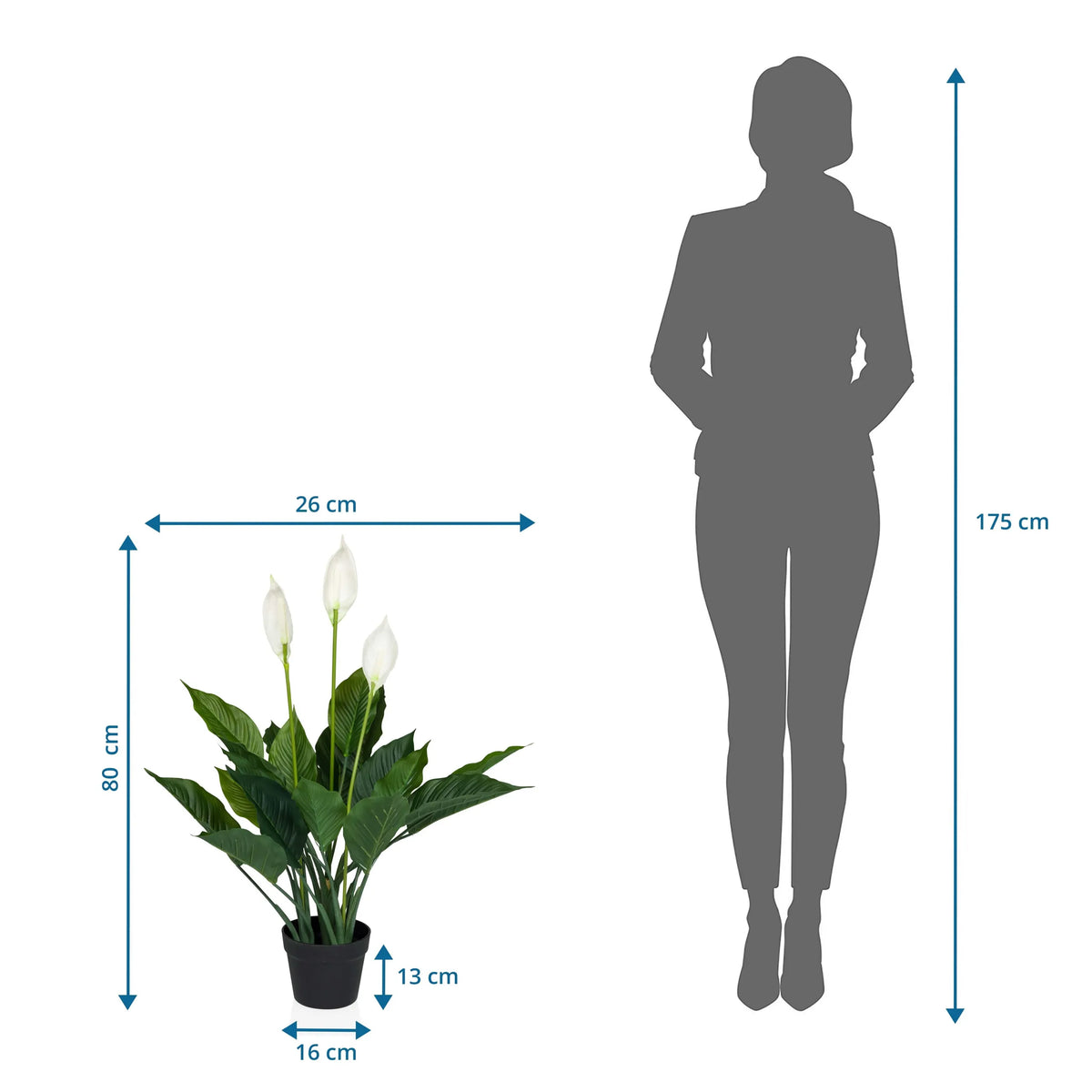 Dessin dimensionnel de la Plante artificielle SPATHIPHYLLUM d'une hauteur de 80 cm et d'une largeur de 26 cm de hjh OFFICE