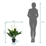 Dessin dimensionnel de la Plante artificielle SPATHIPHYLLUM d'une hauteur de 80 cm et d'une largeur de 26 cm de hjh OFFICE