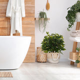 Plante artificielle verte FICUS II dans un cache-pot blanc tressé dans une salle de bain de hjh OFFICE