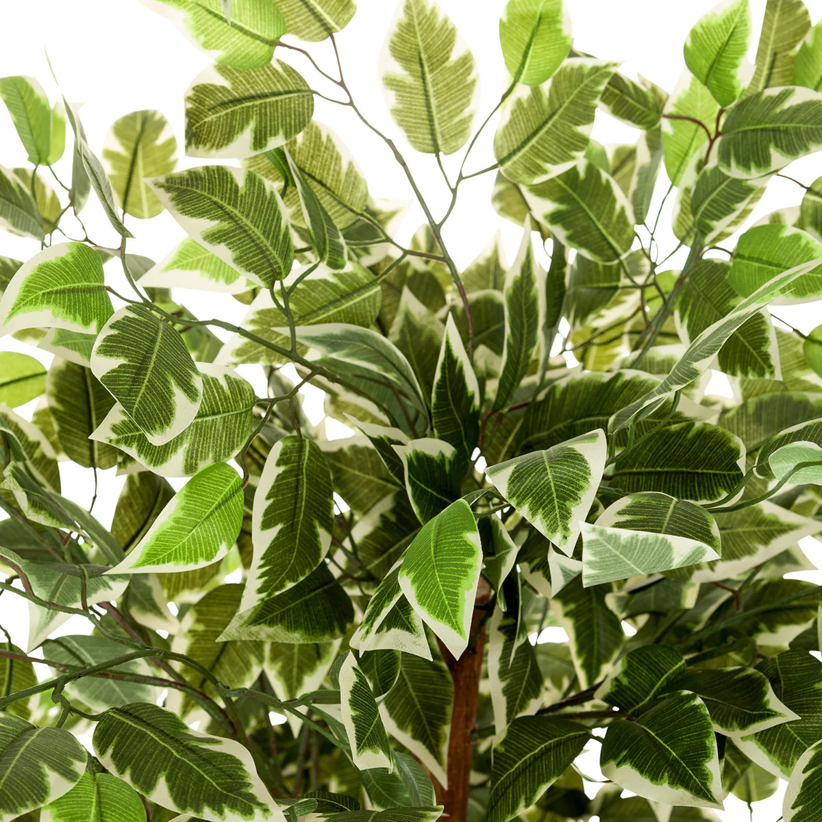Feuilles panachées vert et blanc de la Plante artificielle FICUS de hjh OFFICE