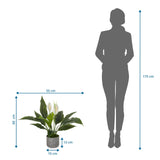 Dessin coté de la Plante artificielle Spathiphyllum 1 de 60 x 55 cm comparée à une personne de hjh OFFICE