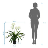 Dessin coté de la Plante artificielle AGAPANTHUS avec une hauteur de 100 cm et une largeur de 46 cm de hjh OFFICE
