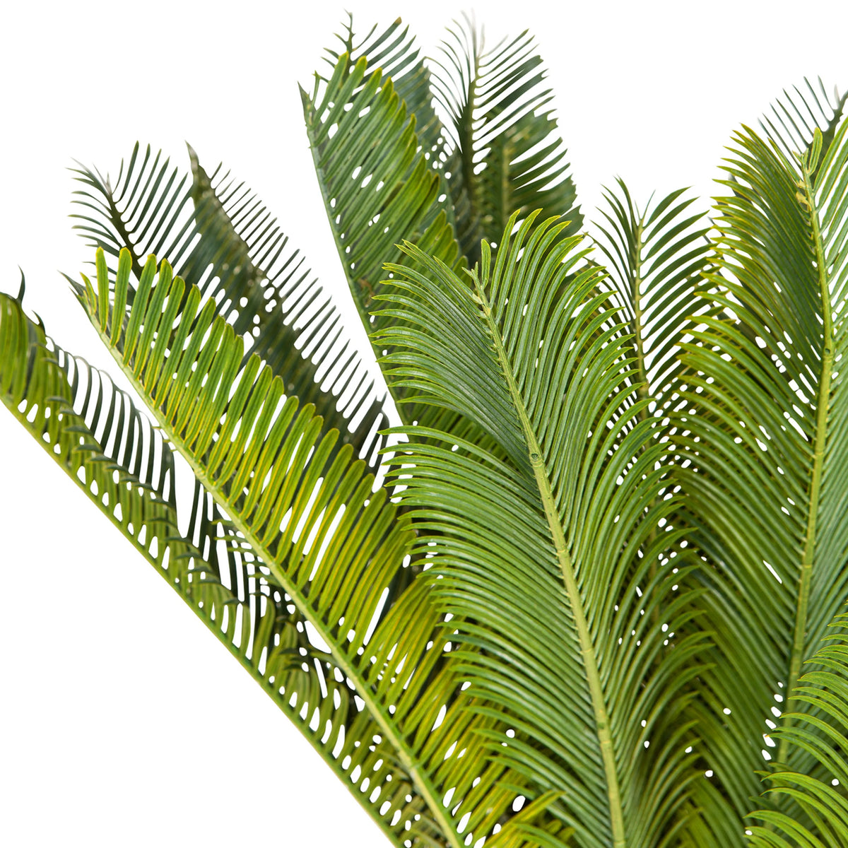 Feuilles vertes de la Plante artificielle CYCAS de hjh OFFICE