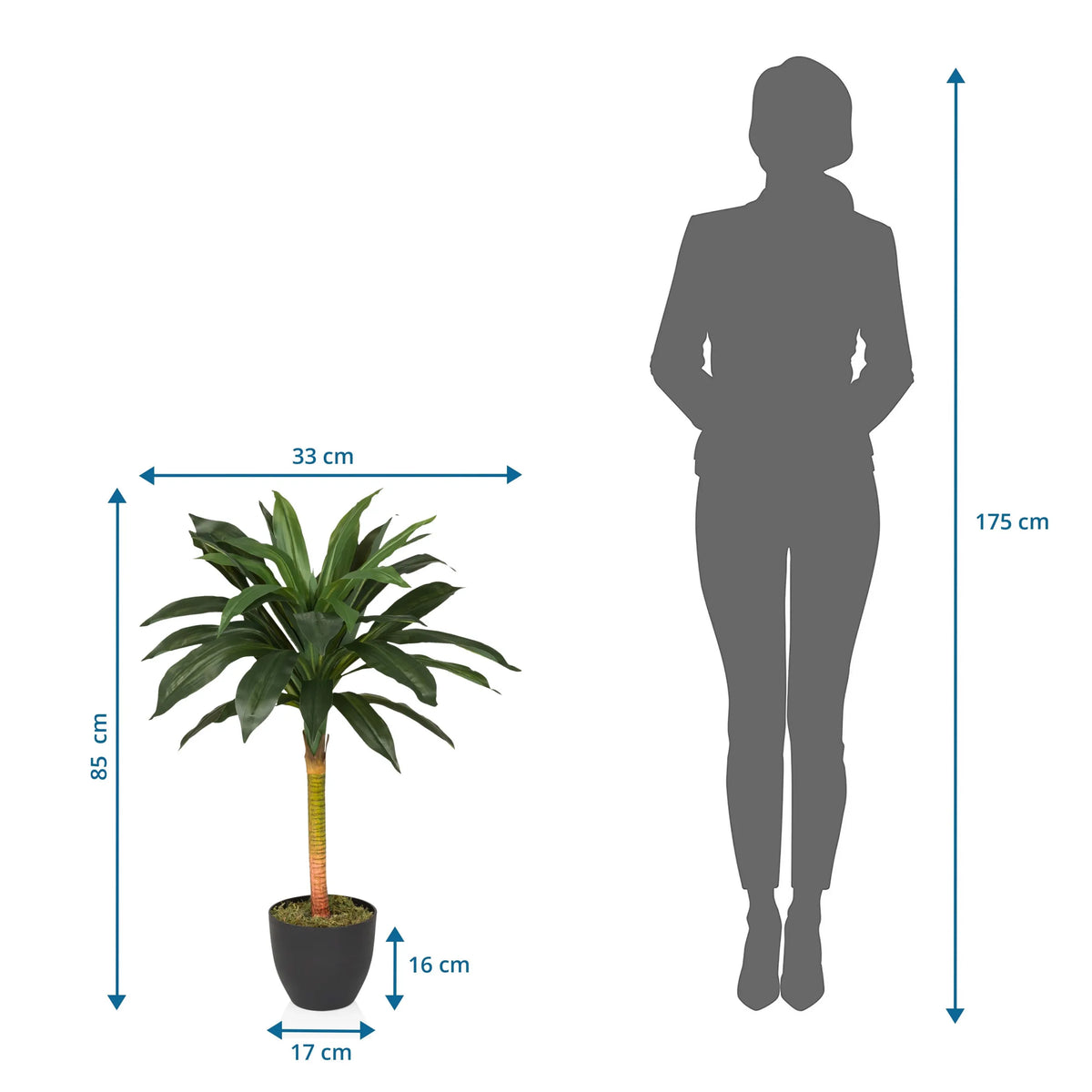 Dessin coté de la Plante artificielle DRACAENA I d'une hauteur de 85 cm et d'une largeur de 33 cm de hjh OFFICE