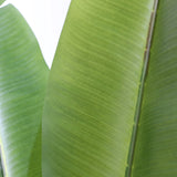 Structure de feuilles vertes de la Plante artificielle BANANE de hjh OFFICE