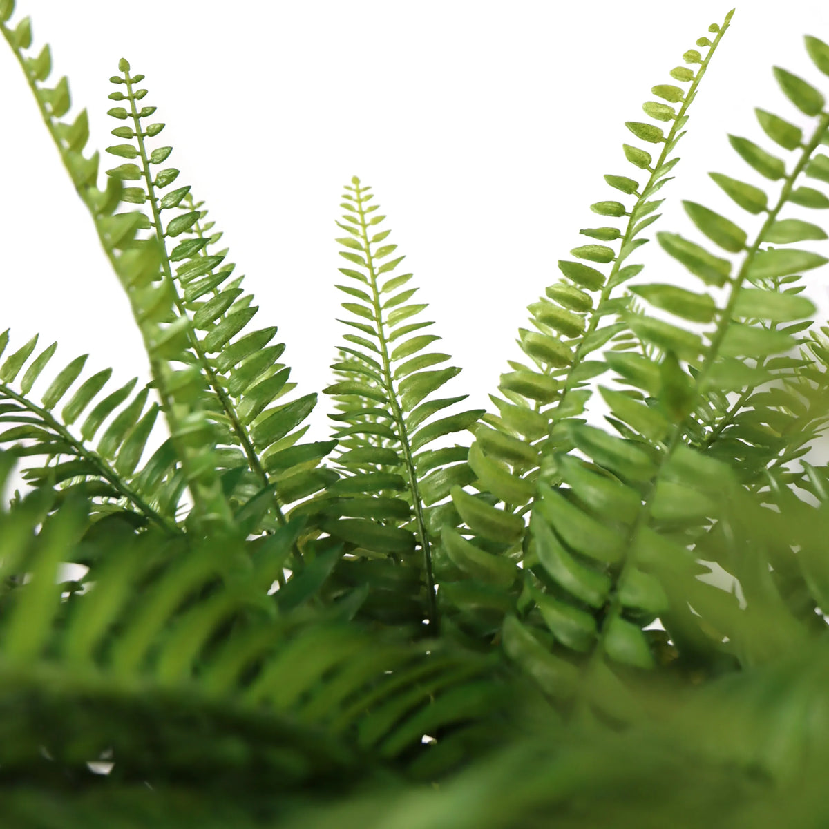 Frondes vertes de fougère de la Plante artificielle Proliferum de hjh OFFICE