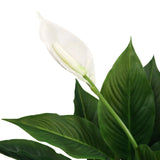 Fleur blanche et feuilles vertes de la plante artificielle SPATHIPHYLLUM de hjh OFFICE