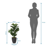Dessin coté de la Plante artificielle LYRATA d'une hauteur de 80 cm de hjh OFFICE