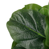 Feuille verte avec structure de nervures prononcée de la Plante artificielle LYRATA de hjh OFFICE