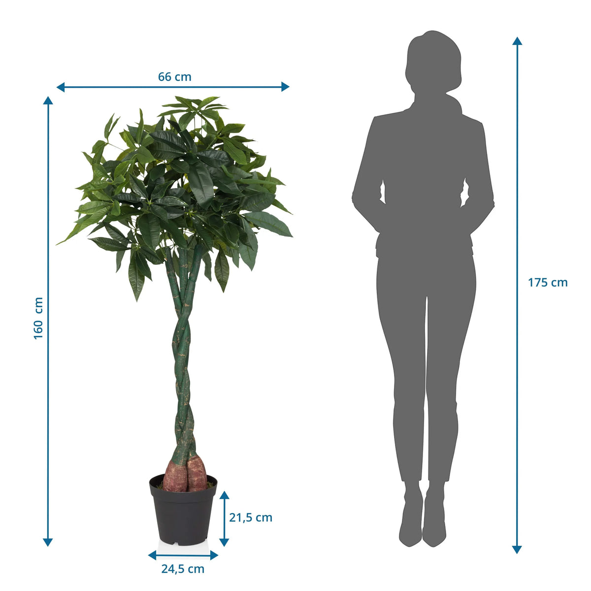 Dessin technique de la Plante artificielle PACHIRA avec une hauteur de 160 cm et une largeur de 66 cm de hjh OFFICE