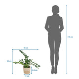 Dessin coté de la Plante artificielle ZAMIE de 50 × 50 cm à côté de la silhouette d'une personne de hjh OFFICE
