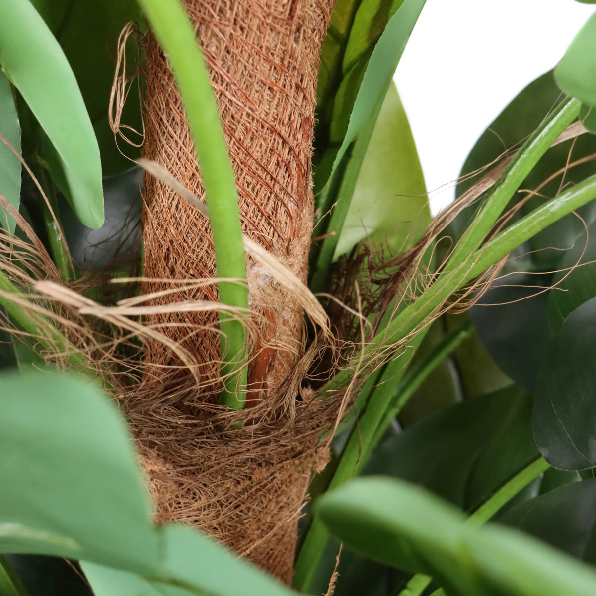 Tronc avec fibres de coco et feuilles vertes de la Plante artificielle EPIPREMNUM de hjh OFFICE