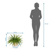 Dessin coté de la Plante artificielle Proliferum de 47 x 40 cm à côté d'une silhouette humaine de hjh OFFICE
