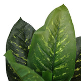 Feuilles vertes de la plante artificielle DIEFFENBACHIA avec des nervures plus claires de hjh OFFICE