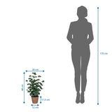 Dessin coté de la Plante artificielle Eucalyptus d'une hauteur de 48 cm à côté d'une silhouette humaine de hjh OFFICE