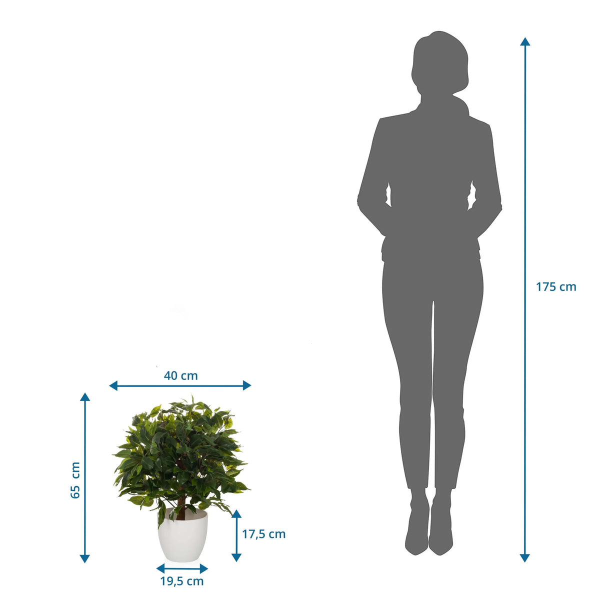 Dessin dimensionnel de la Plante artificielle FICUS II d'une hauteur de 65 cm et d'une largeur de 40 cm de hjh OFFICE