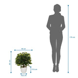 Dessin dimensionnel de la Plante artificielle FICUS II d'une hauteur de 65 cm et d'une largeur de 40 cm de hjh OFFICE