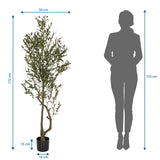 Dessin technique de la Plante artificielle OLIVE I d'une hauteur de 172 cm de hjh OFFICE