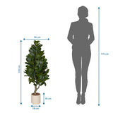 Dessin technique de la Plante artificielle Garcinia avec une hauteur de 120 cm et une largeur de 50 cm de hjh OFFICE