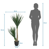 Dessin dimensionnel de la Plante artificielle YUCCA d'une hauteur de 135 cm et d'une largeur de 50 cm de hjh OFFICE