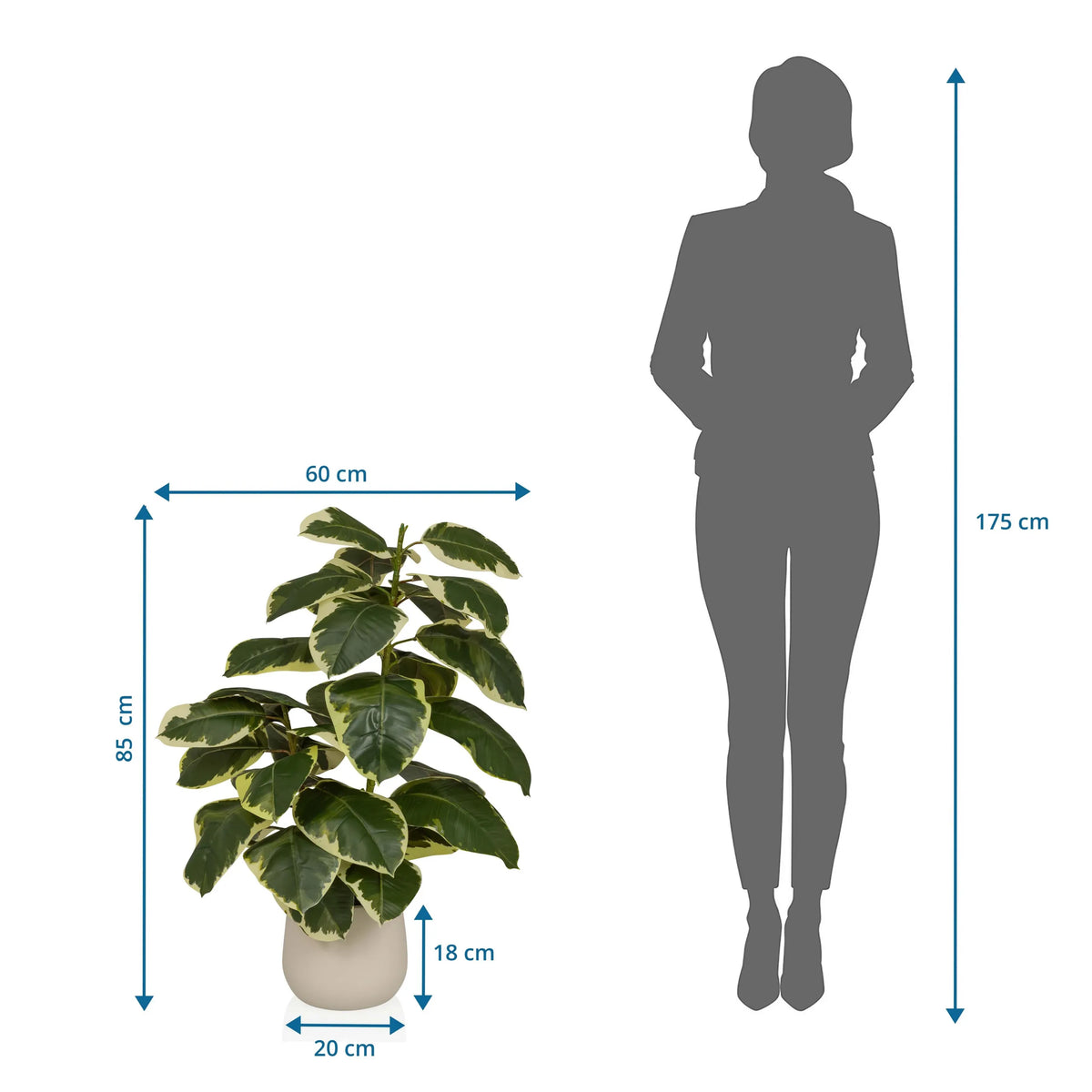Dessin coté de la Plante artificielle Ficus 3 d'une hauteur de 85 cm et d'une largeur de 60 cm de hjh OFFICE