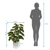 Dessin coté de la Plante artificielle Ficus 3 d'une hauteur de 85 cm et d'une largeur de 60 cm de hjh OFFICE